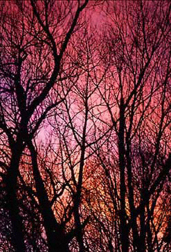 Pink Trees